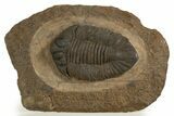 Lichid (Lichas Marocanus) Trilobite - Jbel Bou Degane, Morocco #338981-1